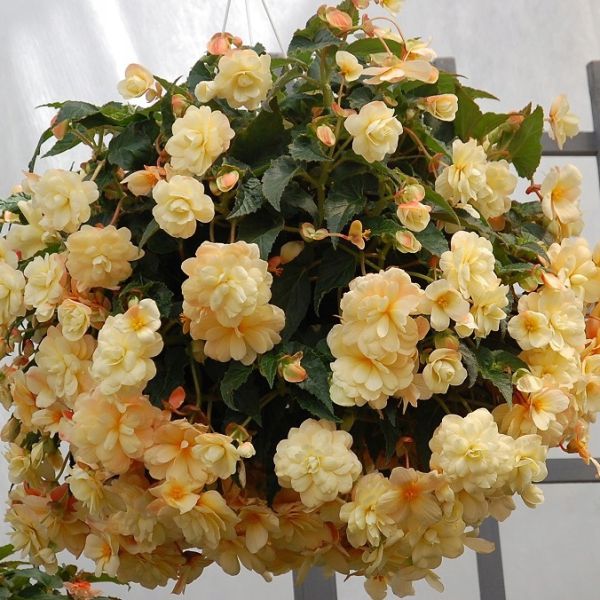 begonia-bellissa-chardonayA886B584-F151-AD65-DB0C-CA9816F6B4EF.jpg