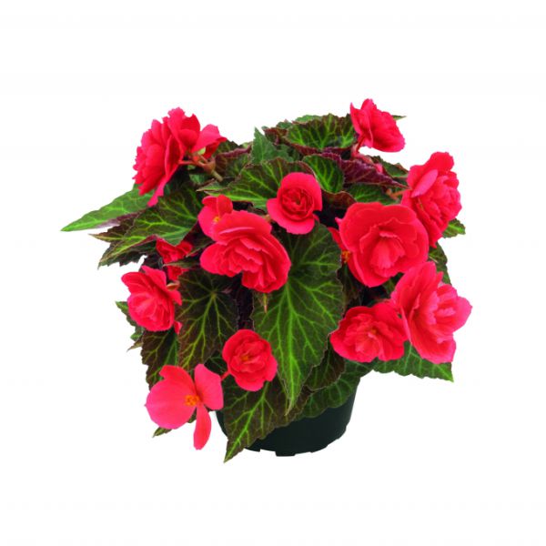 begonia-bellissa-red3027E923-F59C-12B3-6F5C-817C44DD6785.jpg