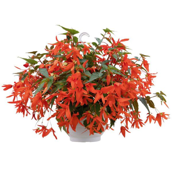 begonia-boliv-groovy-orangeE3DFC113-6DA6-7F82-0E45-D26E06187C75.jpg