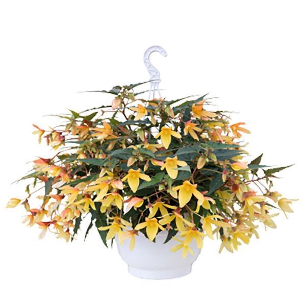 begonia-boliviensis-groovy-mellow-yellow6D02328E-5A1A-6DF9-CCC0-88B43A31E42E.jpg