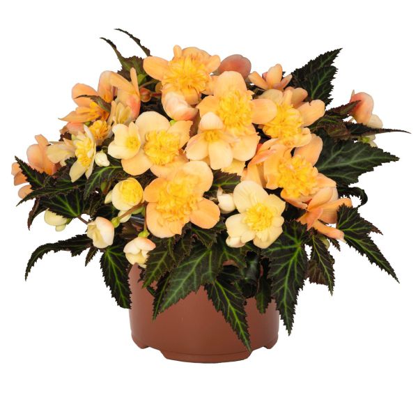 begonia-iconia-aroma-peach-p010BBCD1-29AC-6225-69A7-DD37EC12106D.jpg