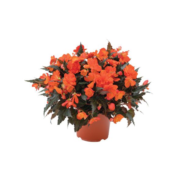 begonia-iconia-bacio-orange-pAB729B01-0E26-B3E9-F49D-CB3423285F3B.jpg
