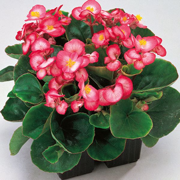 begonia-semp-juwel-f1-bicolourC29038F1-3B43-6253-407C-39576229CC55.jpg