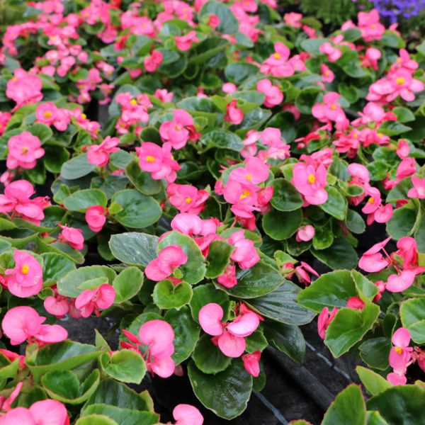 begonia-semp-juwel-f1-roseA179280B-BC06-630C-A1DD-8C14CF40EB7F.jpg