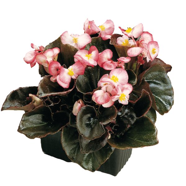 begonia-semp-new-globe-f1-ducolour3239127D-9F9B-D02F-089A-209DBB06C709.jpg