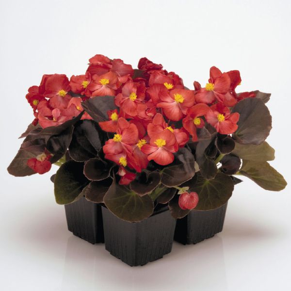 begonia-semp-new-globe-f1-scarlet3D7EFB48-15A6-8C7E-4F9E-515440D08468.jpg