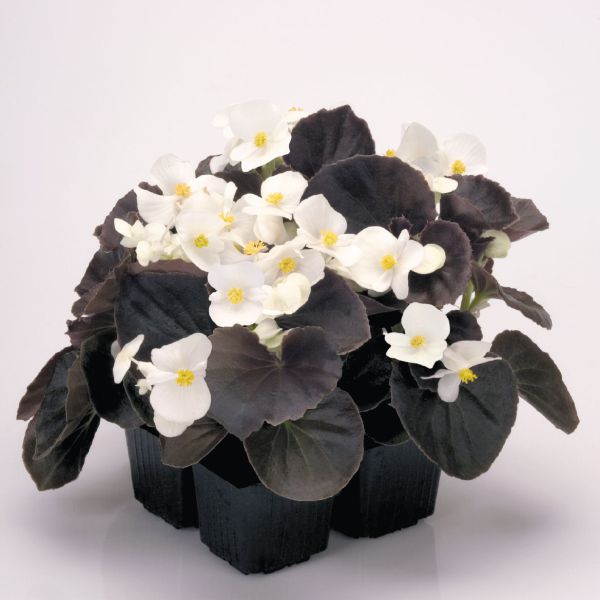 begonia-semp-new-globe-f1-white236FEC3D-5696-B1CB-2480-86020FBC61BA.jpg