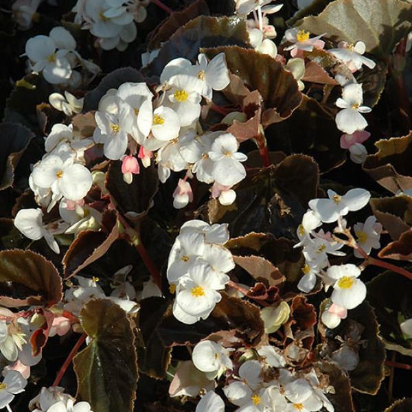 begonia-x-hybr-baby-wing-white,-red-leafD6C93221-563D-7D5E-0F44-3E17BAD3950F.jpg