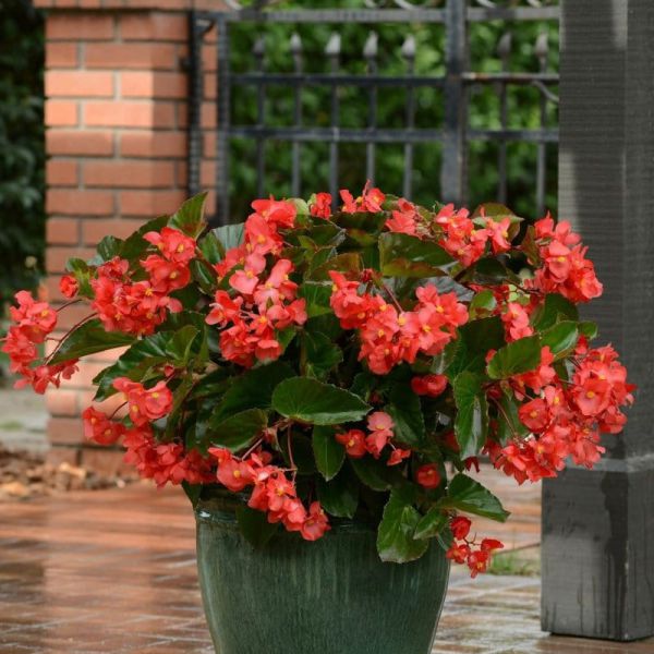 begonia-x-hybrida-megawatt-red-green-leaf4386486D-72DC-55B7-5743-D1C7A08856D6.jpg