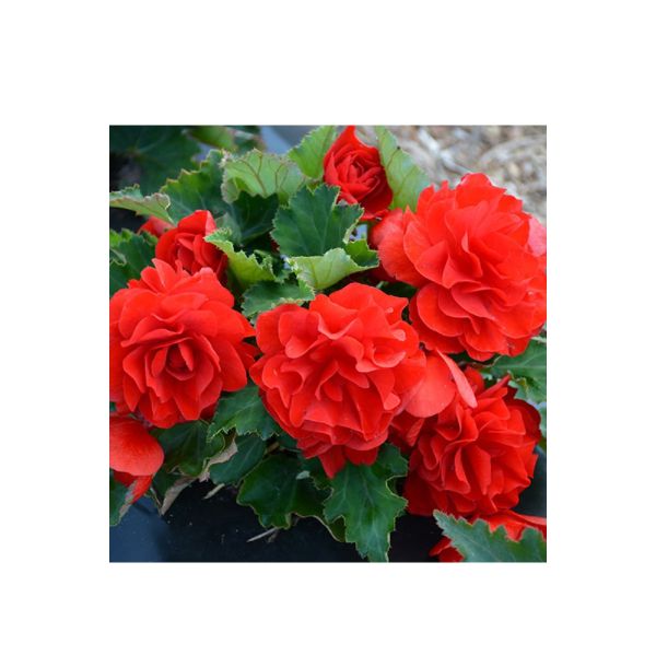 begonia-x-tuberhybrida-nonstop-joyred0F2FB9E9-212C-199D-18F3-FD3C30D77A75.jpg