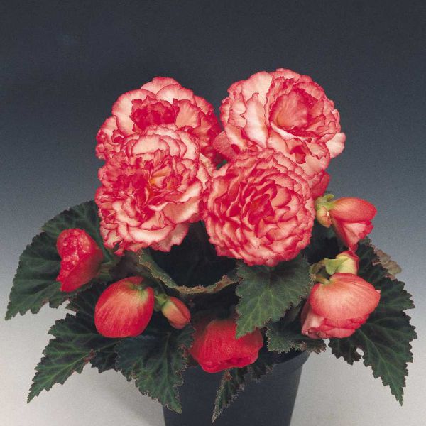 begonia-x-tuberhybrida-nonstop-rose-picotee87AFE86D-7FF8-6DB4-66C4-4A7F4C5229A1.jpg