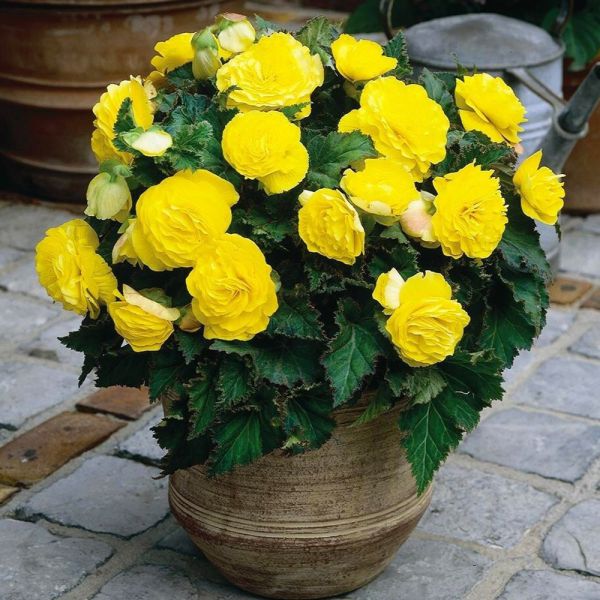 begonia-x-tuberhybrida-nonstop-yellow2159900E-FB42-8D54-9B97-25FBF8E5BDA7.jpg