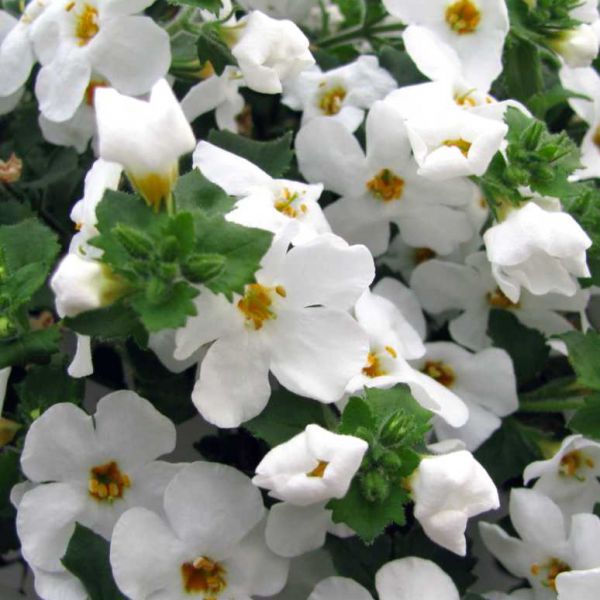 bacopa-cordata-bahia-white-sand6EE1A20F-5B3D-F5EF-E1FE-9E5896C3AB2D.jpg