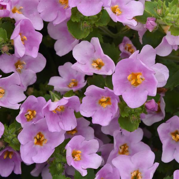 bacopa-sutera-megacopa™-pink-shineA2BAB774-7F1E-AD93-162D-AFD66C08FDB8.jpg