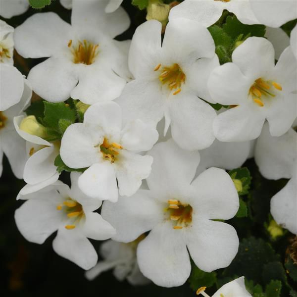 bacopa-sutera-megacopa™-versa-white8667853C-F04B-D376-DE1B-F5015101586D.jpg