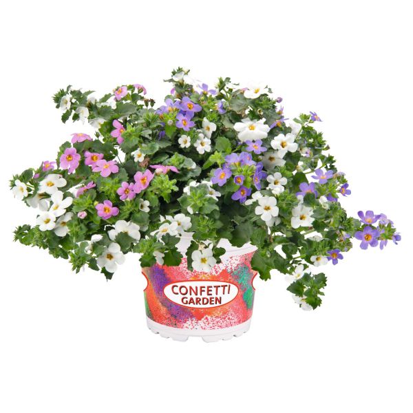 bacopa-trisDC9B890B-71BC-3A30-9930-BC16B1AA83EC.jpg