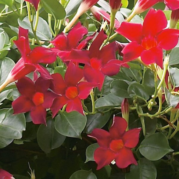 mandevilla-ma-dark-red-3830076762093FA3B0DFF-7B89-4543-DA01-1B58EA21404F.jpg