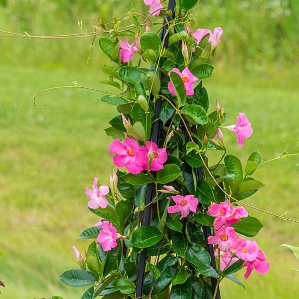 mandevilla-sv-pink-3830076762109FB6F7EE2-3C35-42BE-EB6E-C7C0099D0EBA.jpg