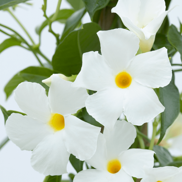 mandevilla-sv-white-16-383007676211630FDFC7B-1781-A1BD-7736-B219145C206A.png