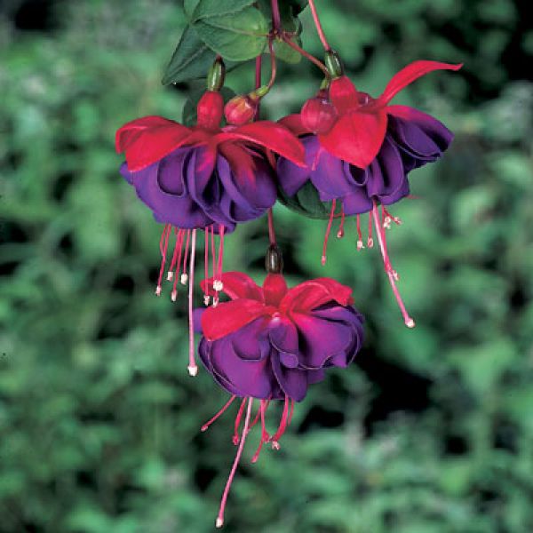 fuchsia-dark-eyes1DD06BC7-5D6C-DC62-78C7-D3EA88991D97.jpg