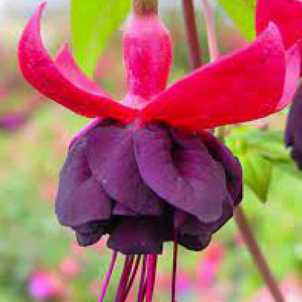 fuchsia-new-milleniumB5DEC2B7-04D4-3C22-752E-129D23CC5DD9.jpg