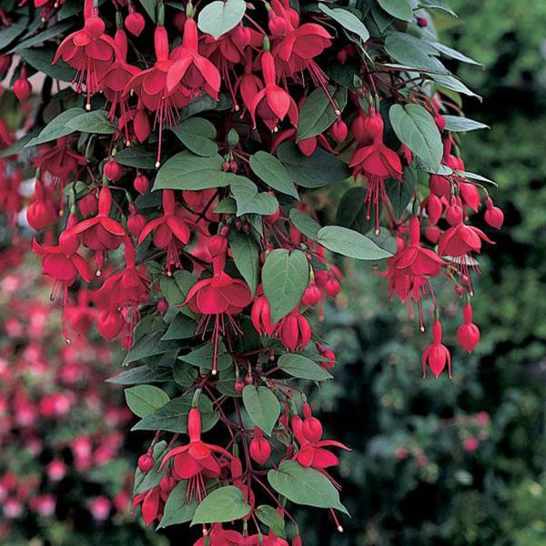 fuchsia-trailing-marinka-red-redD000F04C-22A0-08E8-70BE-9B7EE37B5082.jpg