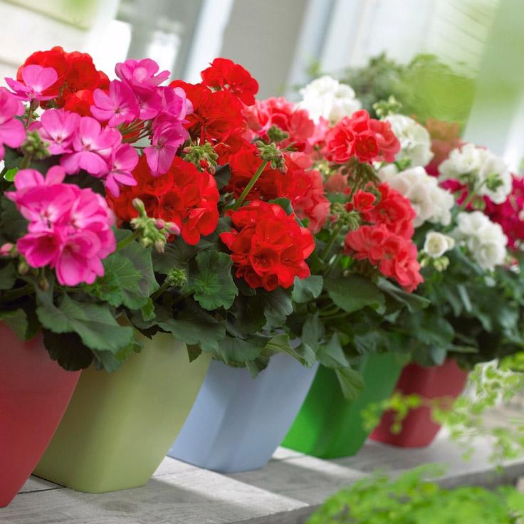 PELARGONIJE_-_ZONALE=MAESTRO_IDOLS=Pink_=12=_10_4.jpg